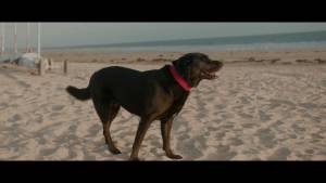 Louis-Evrard QUILLIARD - LEQ VIDEASTE